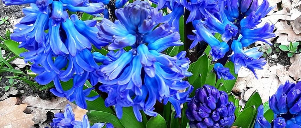 Hyacinths, Wijchen castle/Kasteel Wijchen, Gelderland