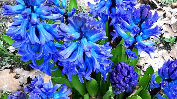 Hyacinths, Wijchen castle/Kasteel Wijchen, Gelderland
