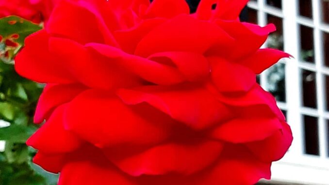 Reda roses, country house Rhederoord