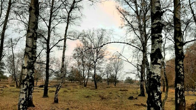 Natuurgebied Deelerwoud, Veluwezoom, Gelderland