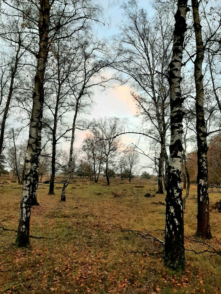 Natuurgebied Deelerwoud, Veluwezoom, Gelderland