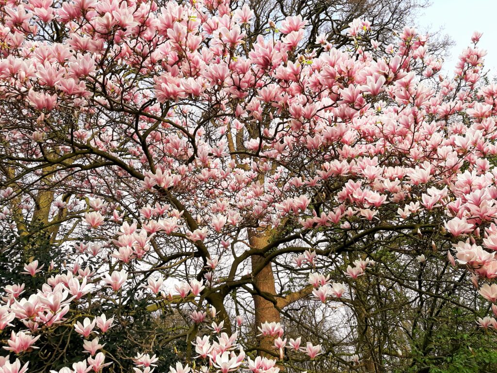 Magnolia in bloei, Gelderland
