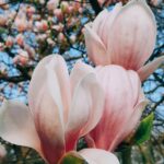 —Netherlands— Magnolia, Veluwezoom, Gelderland