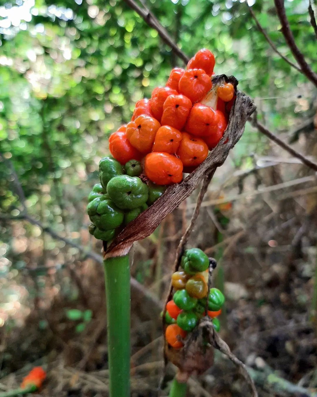 ---Germany--- The Cuckoopint (Arum maculatum) plant with the red, green or yellow berries, Eltenberg