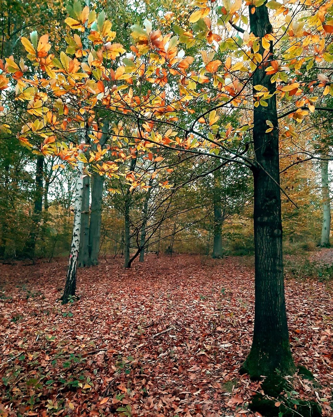 Netherlands: Laatste bladeren aan de boom, Veluwezoom, Gelderland