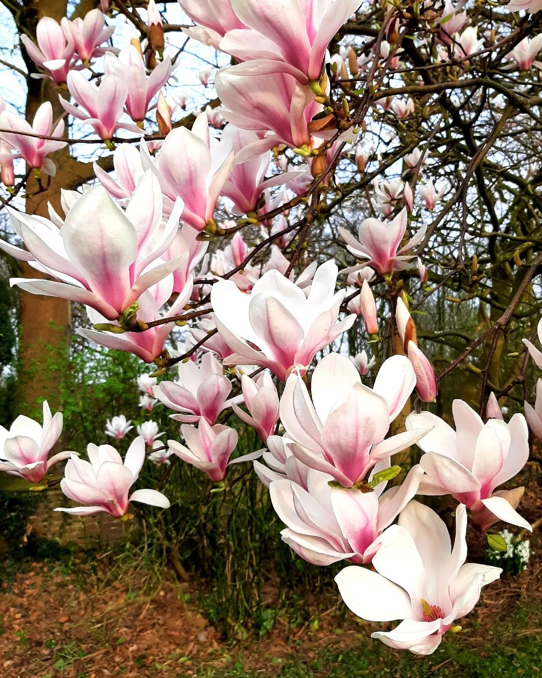 Netherlands: Magnolia, Gelderland