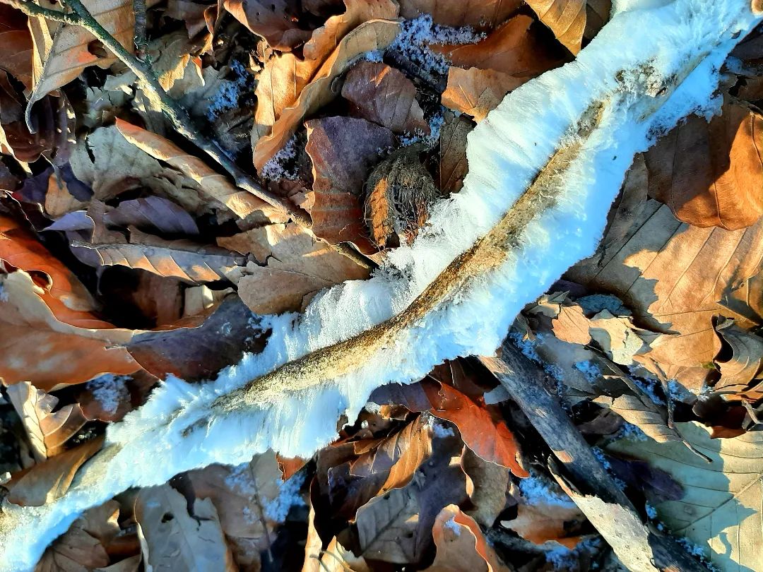 Nederland: Het 'ijshaar', Posbank, Gelderland