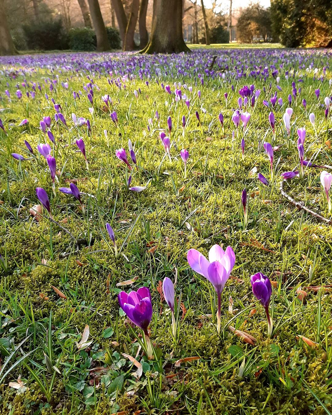Crocusses in February