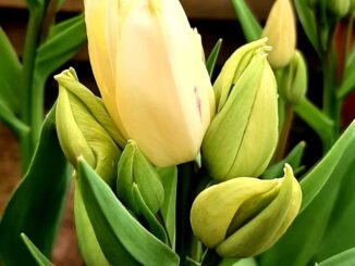 Yellow tulips, Gelderland