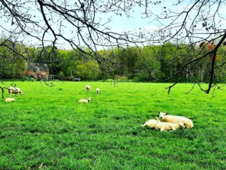 Sheep and lambs, Hummelo, Achterhoek