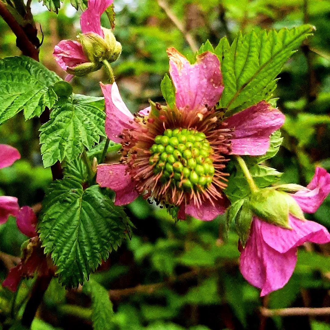 Netherlands: Green berry, Veluwezoom, Gelderland
