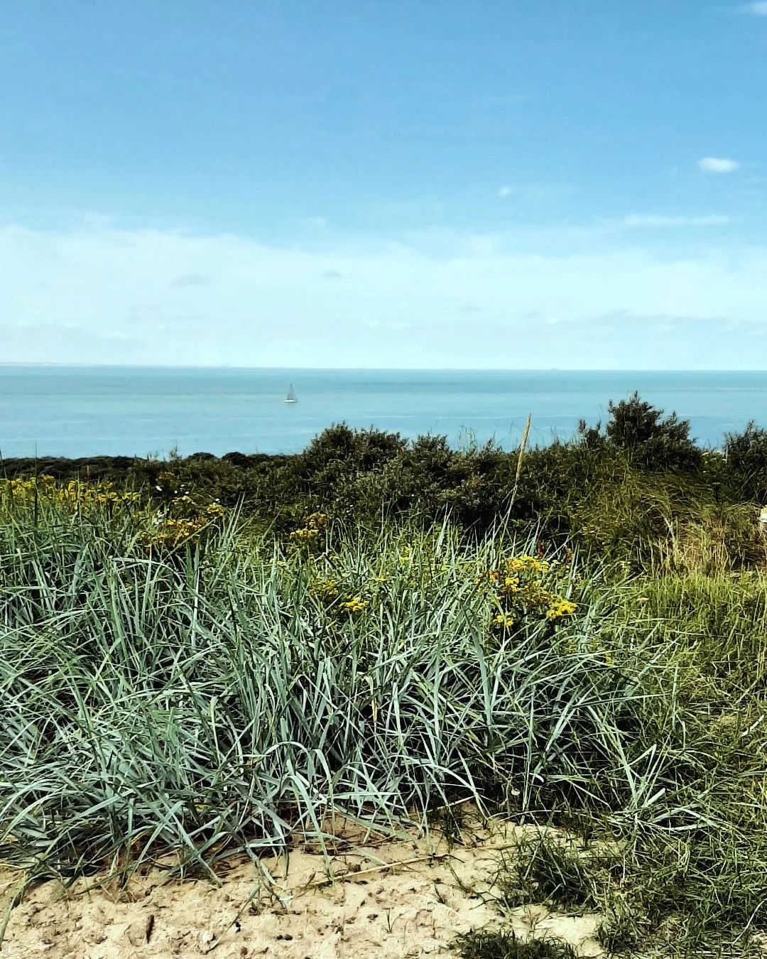 Netherlands: Dunes/ Duinen bij de Noordzee, Zeeland