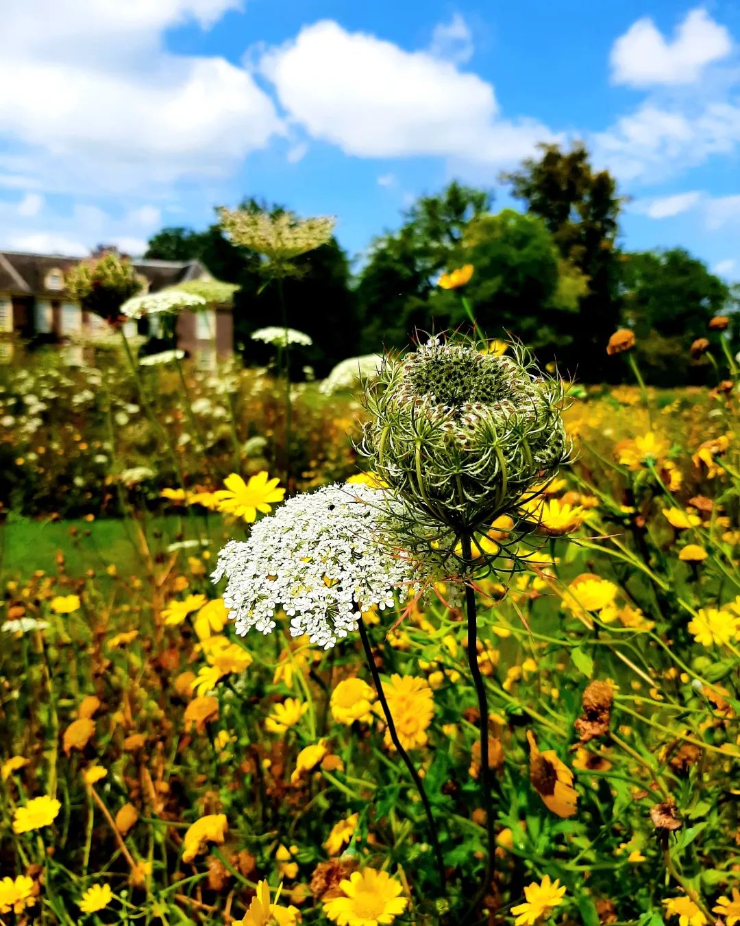 Nederland: Wilde peen en gele bloemen in de tuinen van de Wiersse, Achterhoek, Gelderland
