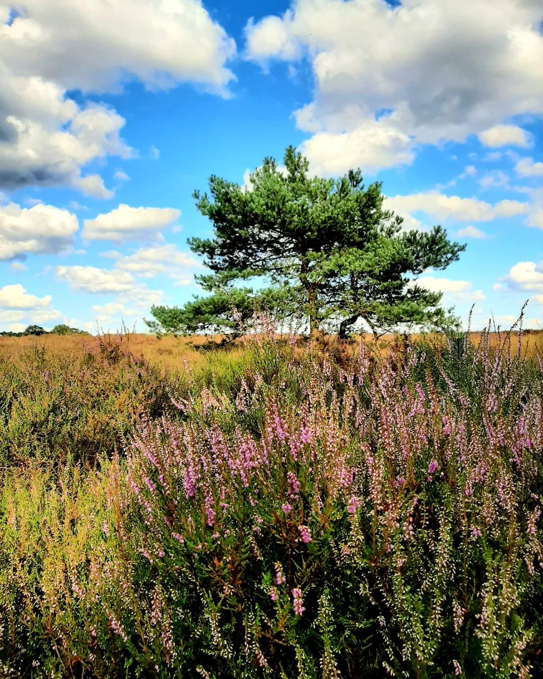 Nederkand: Wandelen op de Veluwe, Gelderland