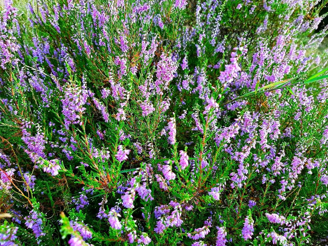 Nederland: Kleurige heide, Veluwe, Gelderland