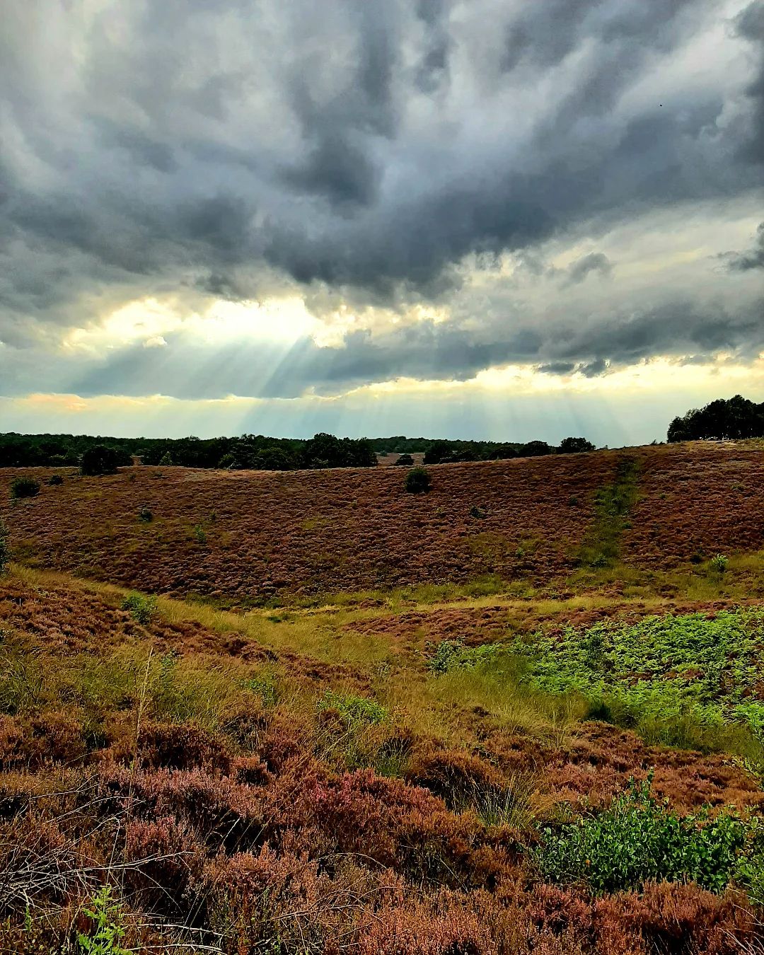 Nederland: Naderende regen op de Posbank, Gelderland