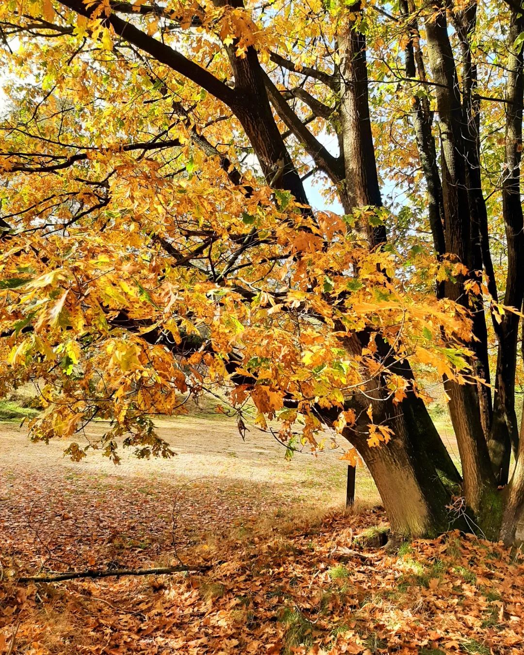 Nederland: Herfst op de Posbank, Gelderland
