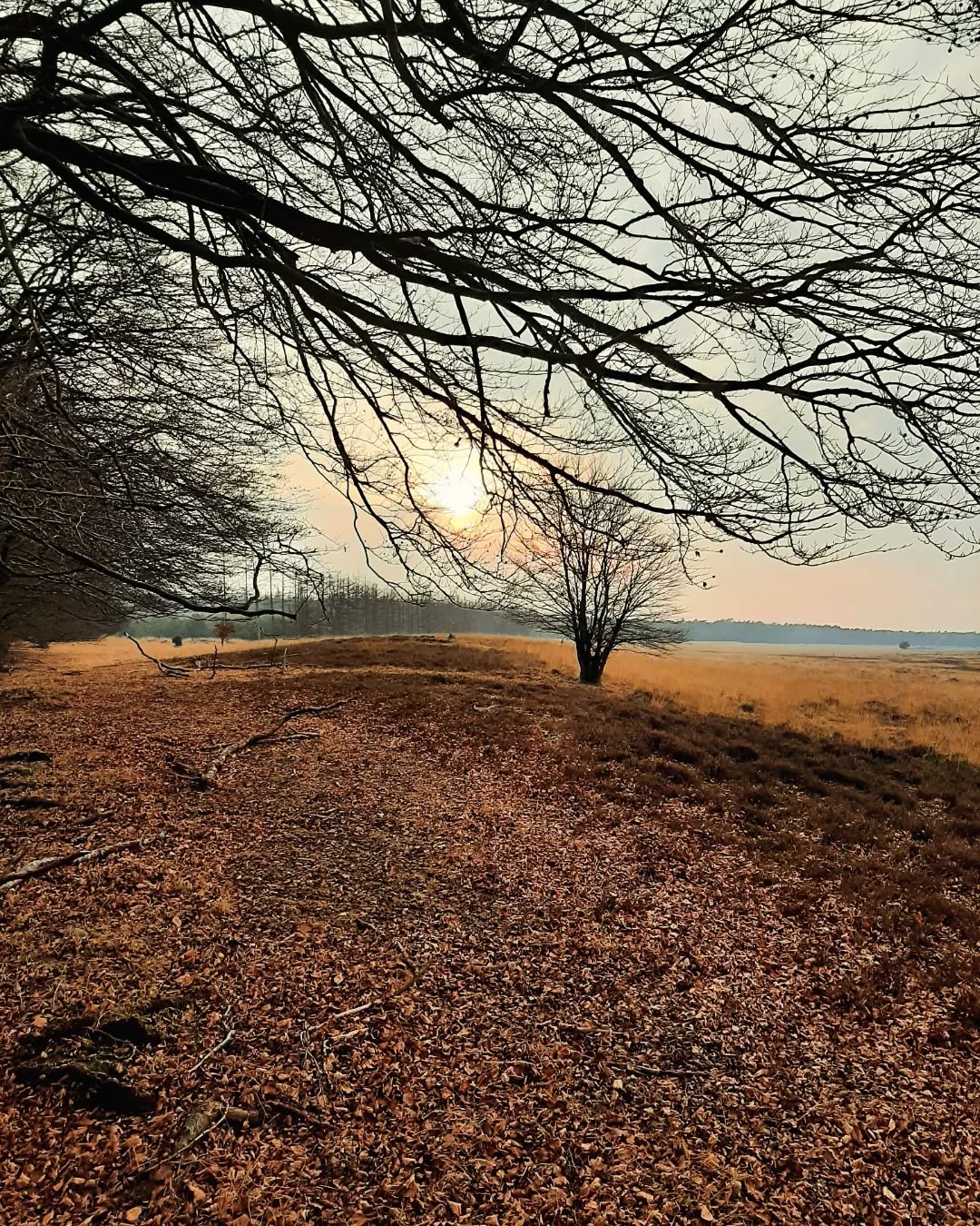Nederland: Tegen de avond bij Planken Wambuis, Veluwe, Gelderland