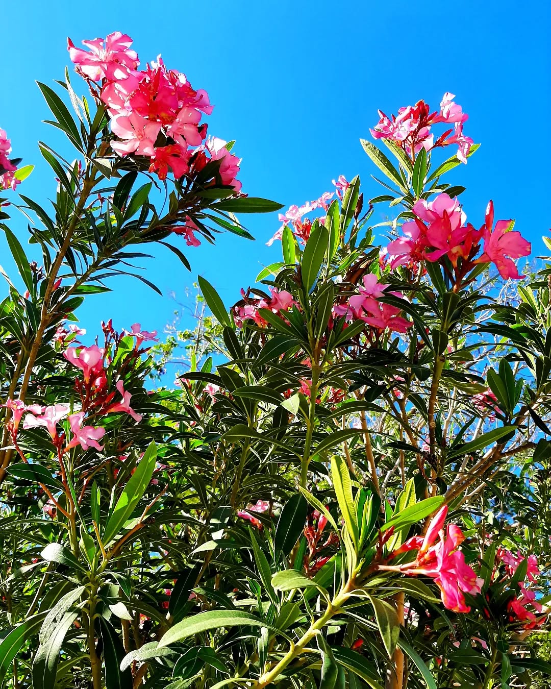 Turkey:Oleander