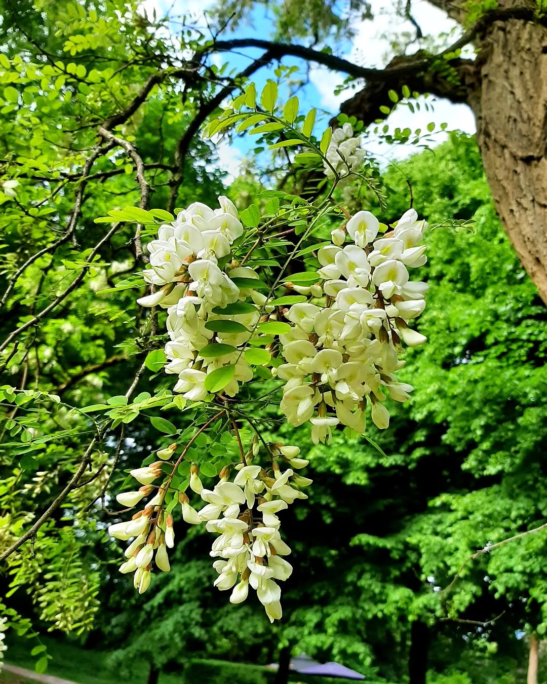 Nederland: Witte acacia, Veluwezoom, Gelderland