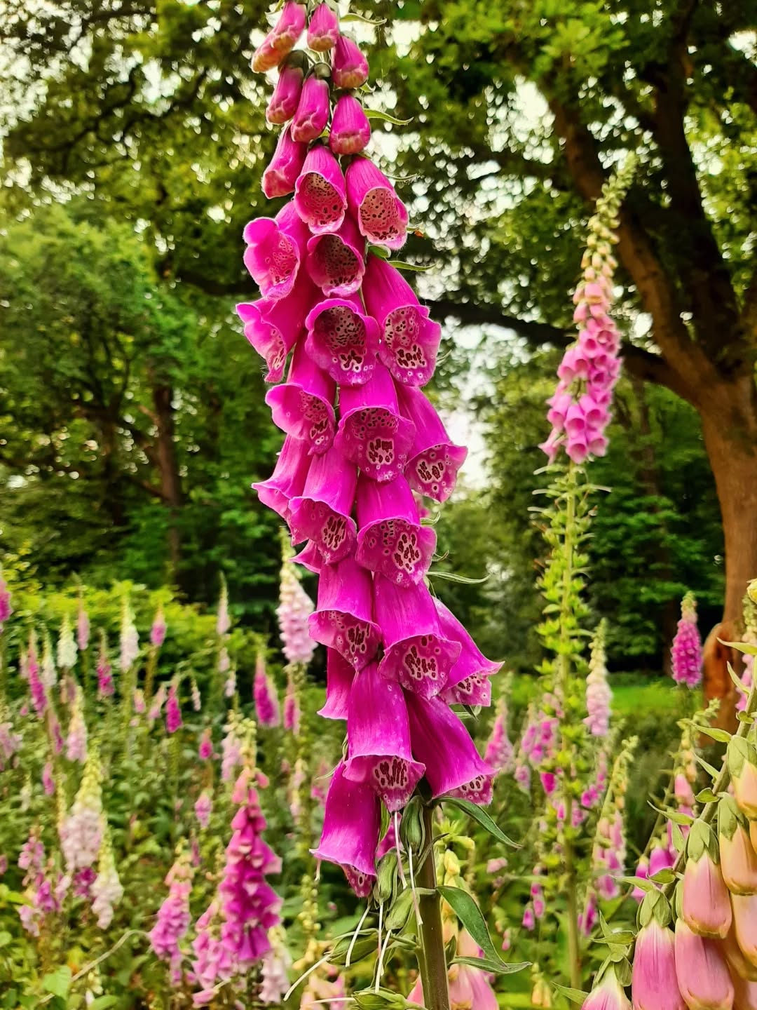 Nederland: Paarse digitalis, Veluwezoom, Gelderland