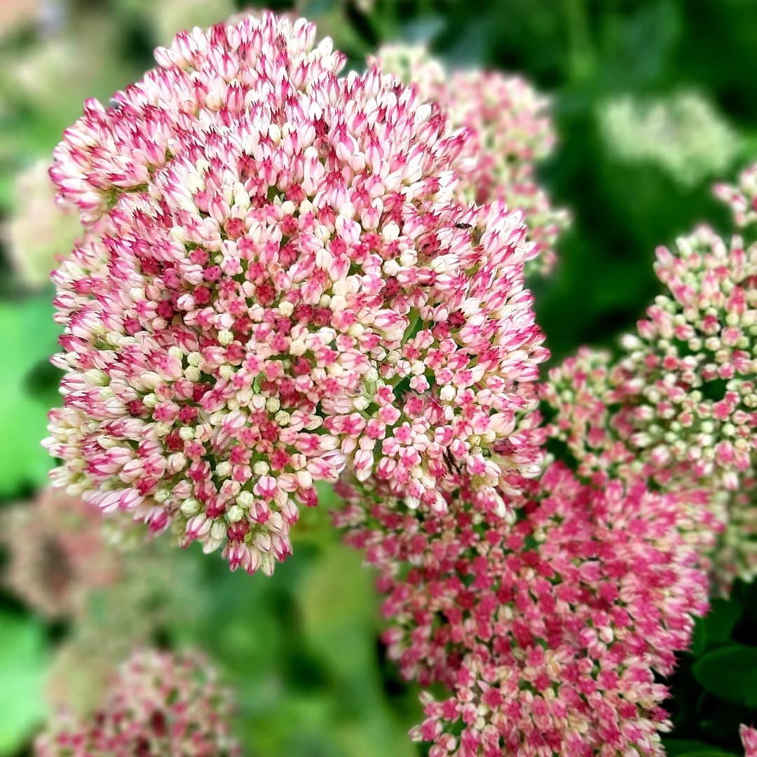 Netherlands: The stonecrop flower, Veluwezoom, Gelderland