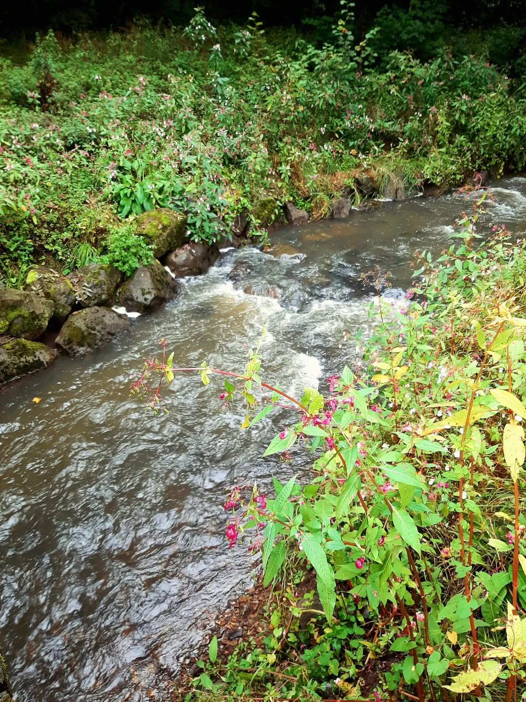 Germany: Lieser river, Daun, North West-Westphalia
