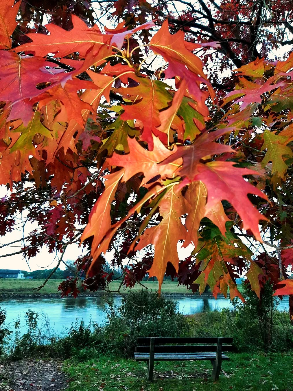 Nederland: De volle kracht van de herfst, Veluwezoom, Gelderland