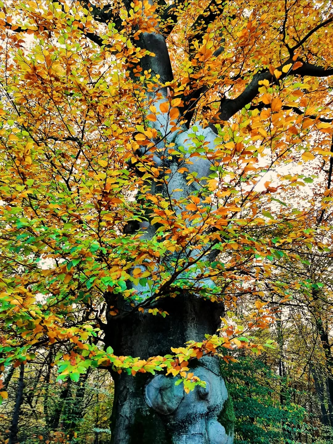 Nederland: Een grote beuk, Dunoplateau, Gelderland