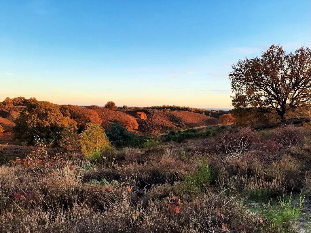 Nederland: Mooi avond op de Posbank, Gelderland