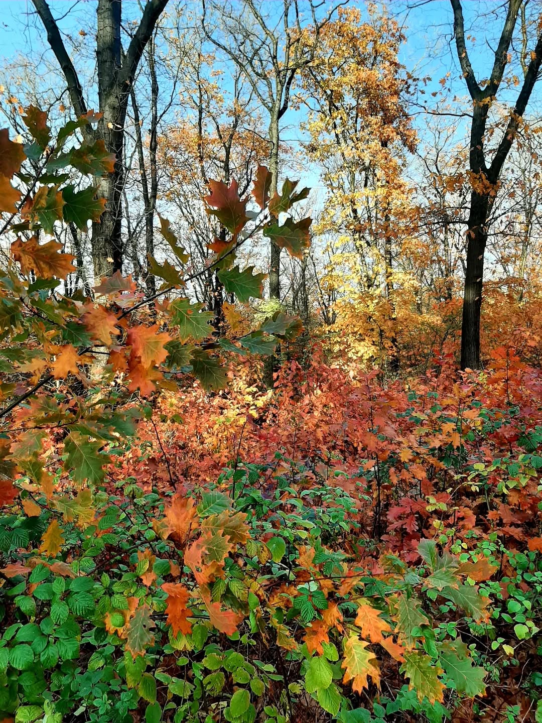 Nederland: Feestelijke herfstkleuren, Veluwe, Gelderland