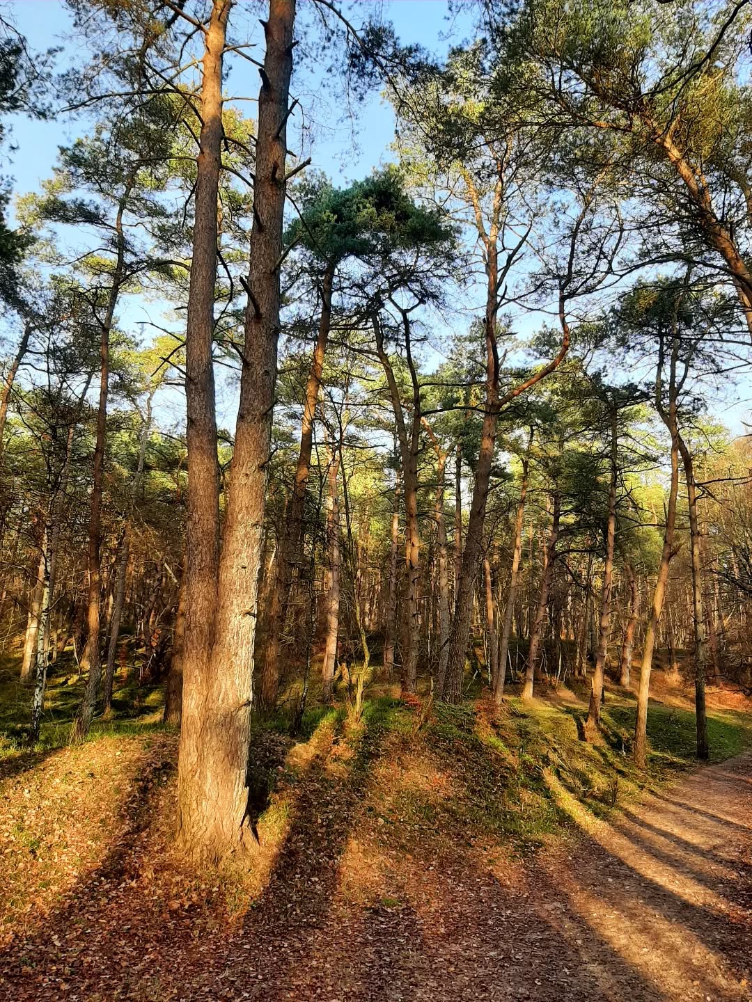 Nederland: Het bos in december, Posbank, Gelderland