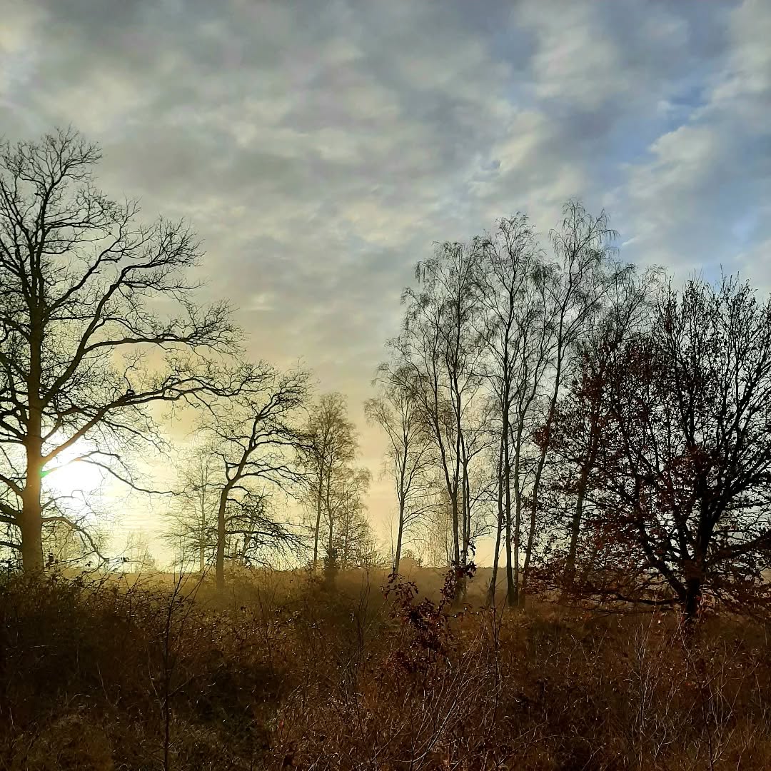 Nederland: Op de Posbank in december, Gelderland