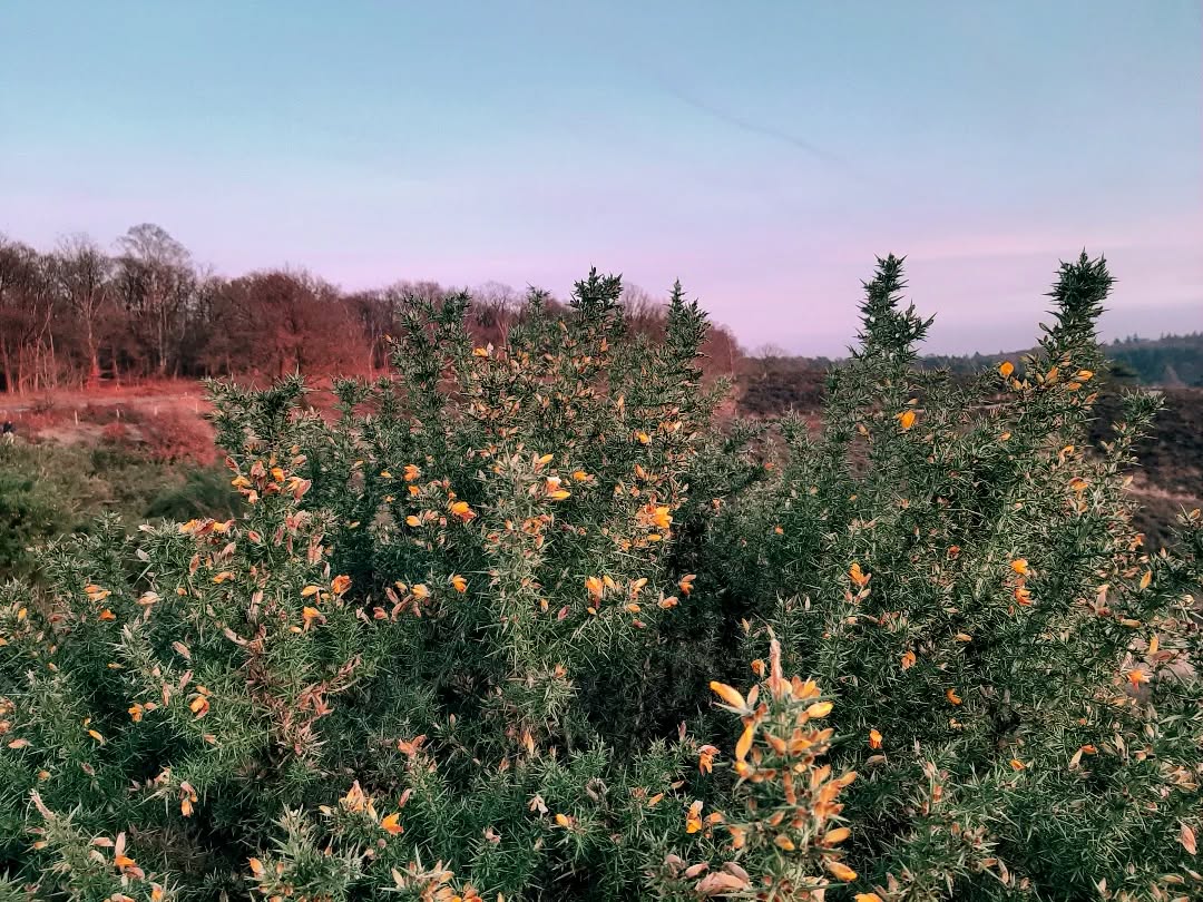 Nederland: Bloeiende gaspeldoorn, Posbank, Gelderland