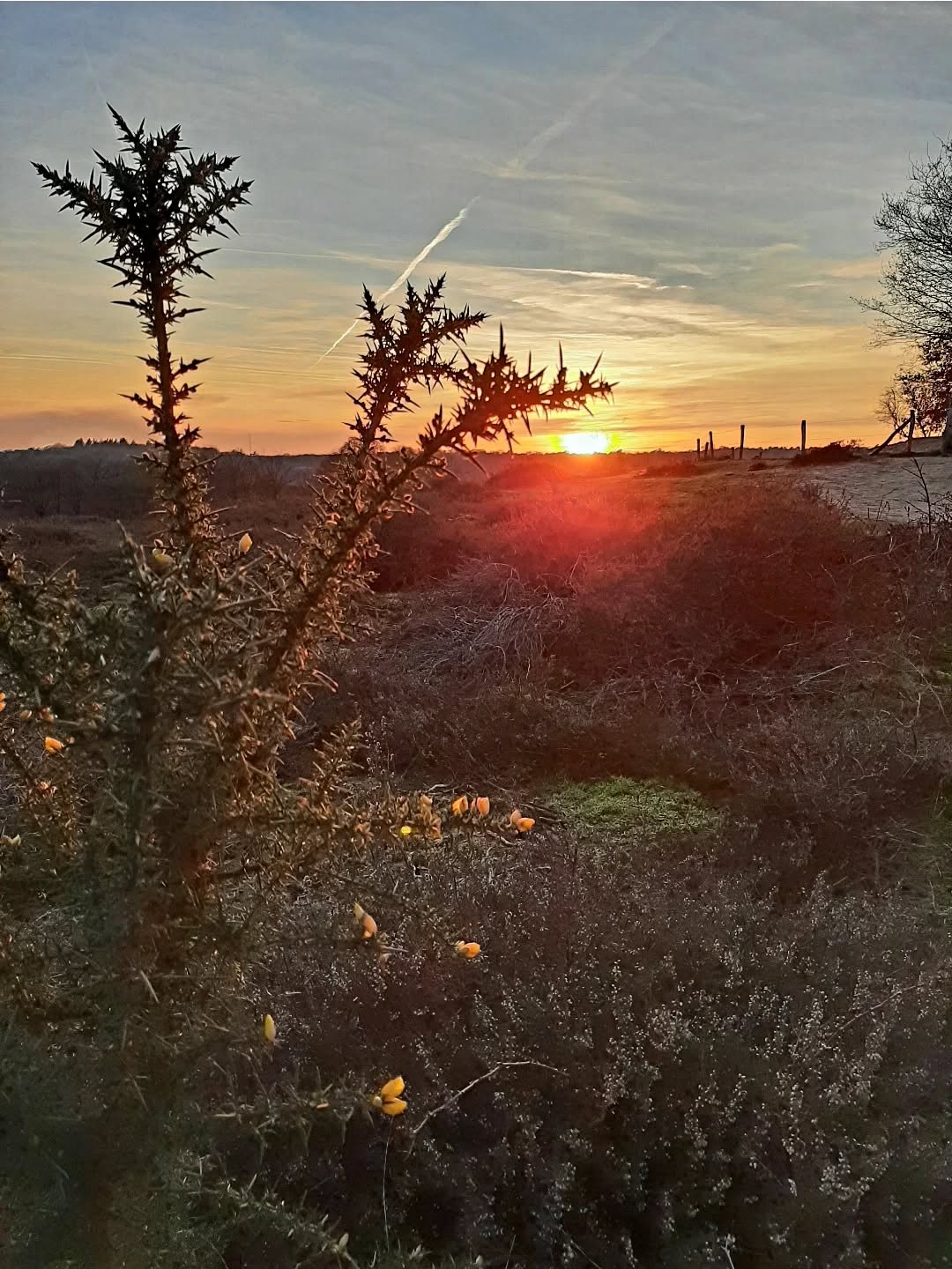 Nederland: Gaspeldoirn in het licht van ondergaande zon, Posbank, Gelderland