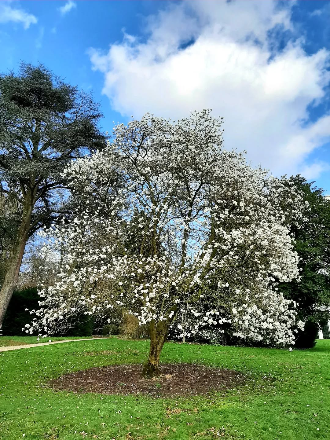 Nederland: Magnolia, Veluwezoom, Gelderland