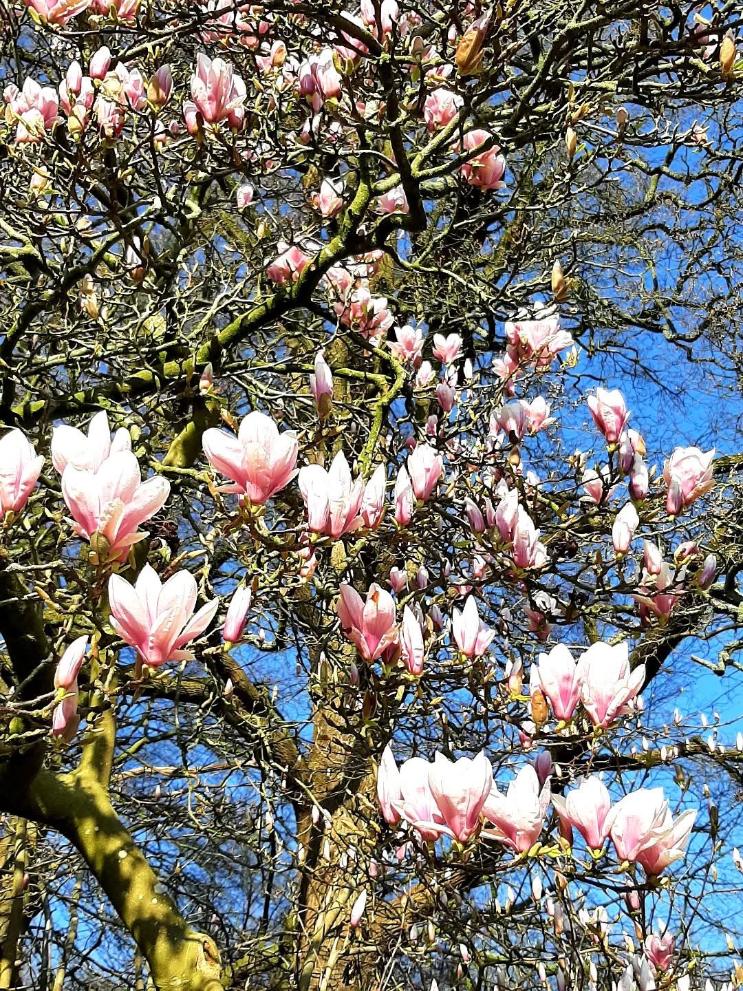 Nederland: Magnolia tree in bloei, Gelderland