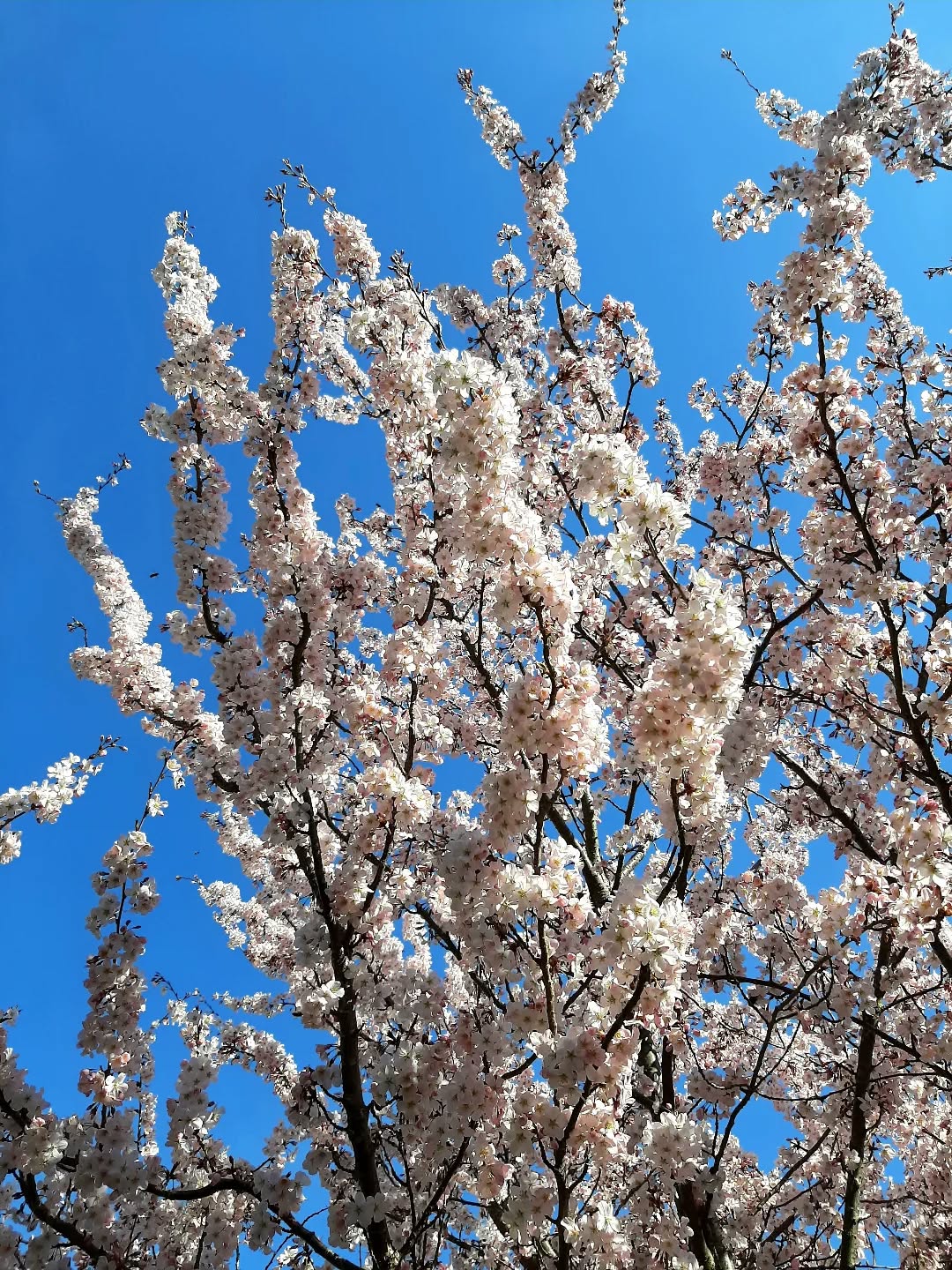 Nedetland: Prunus, Gelderland
