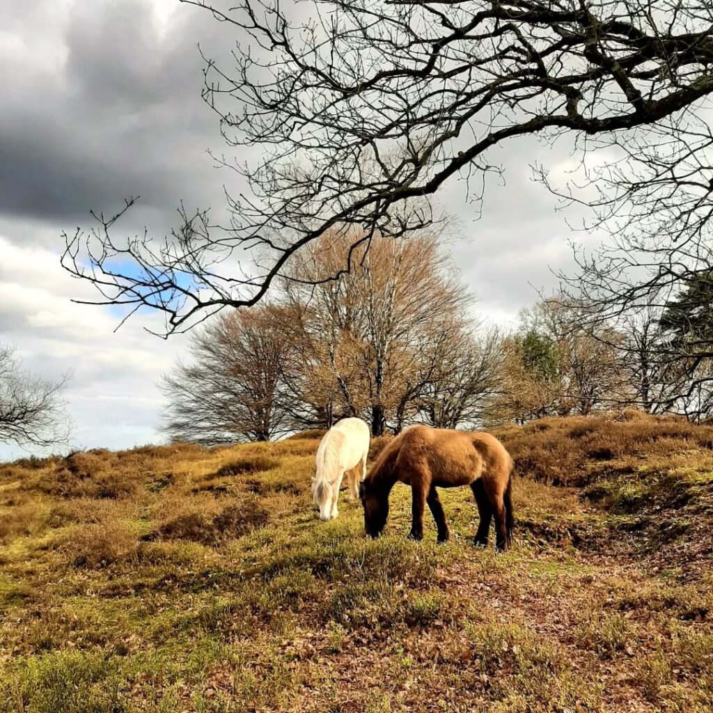 IJslandse paarden, Posbank