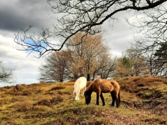 IJslandse paarden, Posbank