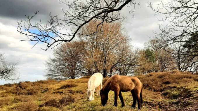 IJslandse paarden, Posbank