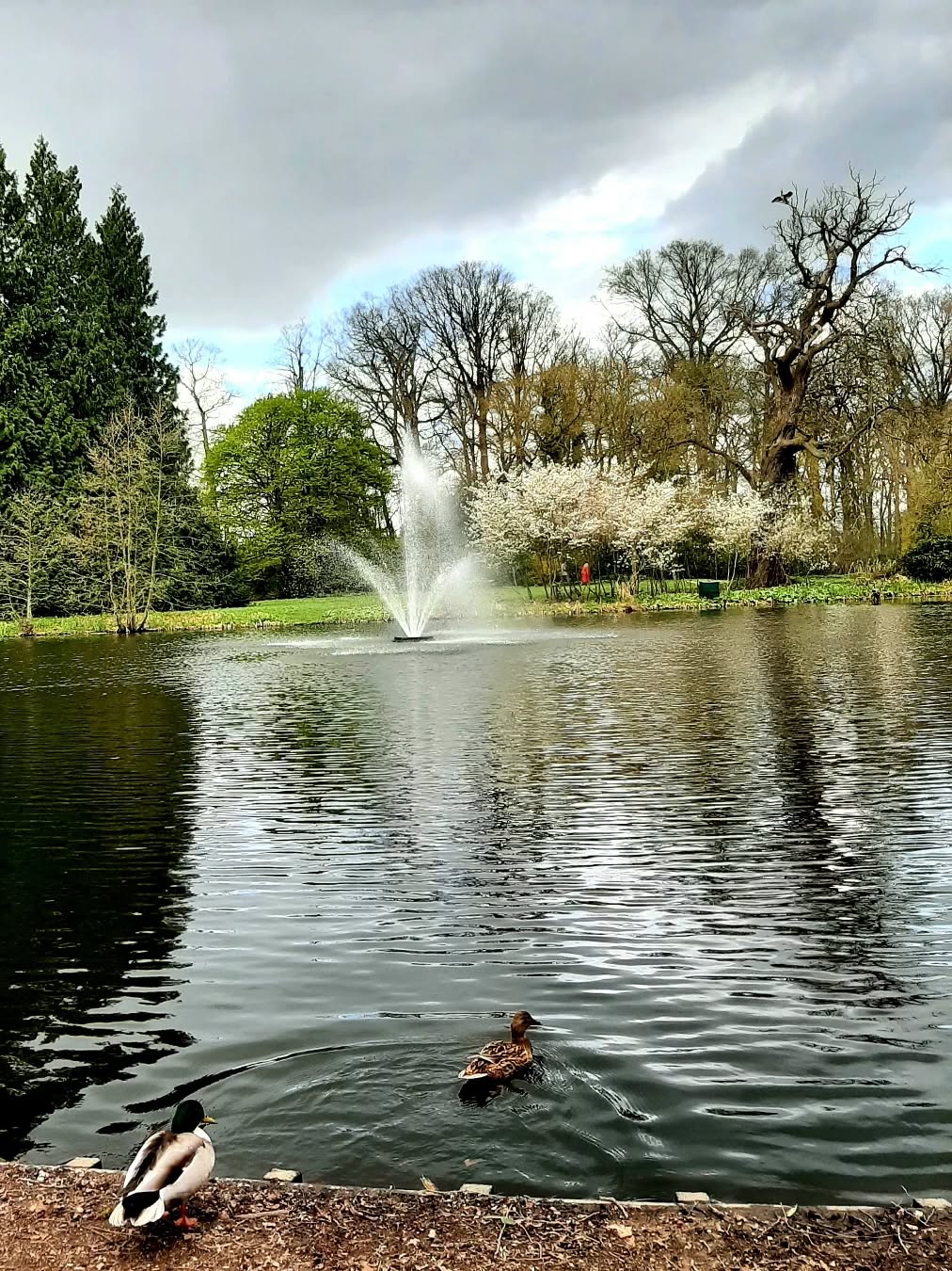 Nederland: Landgoed Eerbeek in april, Veluwe, Gelderland
