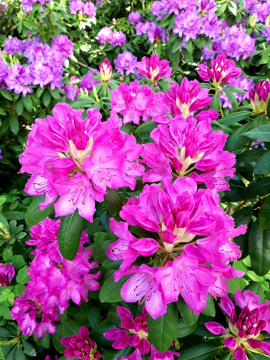 Nederland: Paarse rhododendron, Veluwezoom, Gelderland