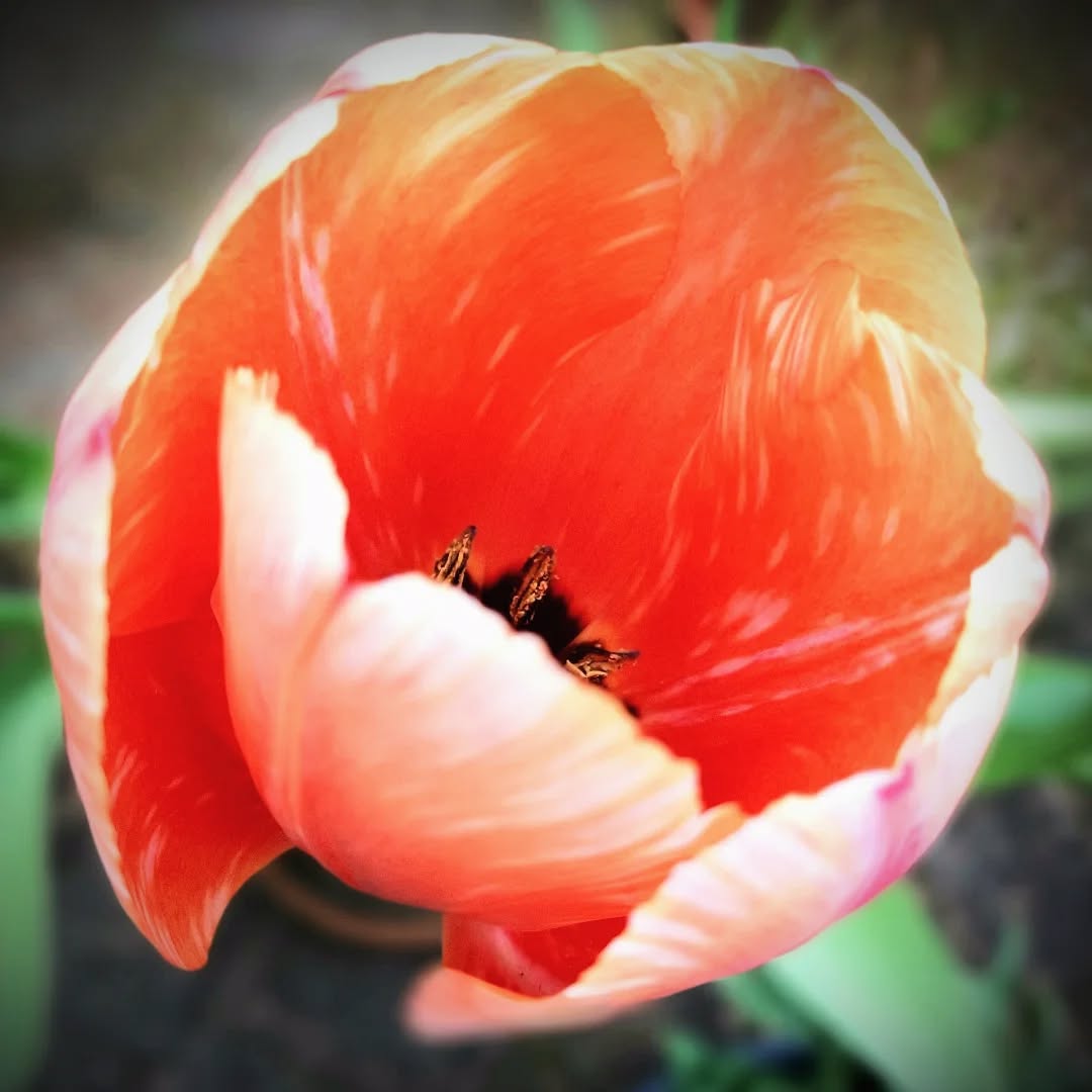 Nederland: Een tulp met een mooi patroon, Gelderland