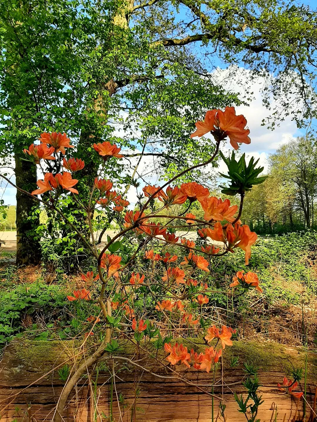 Nederland: Azalia, Westerbouwing, Gelderland
