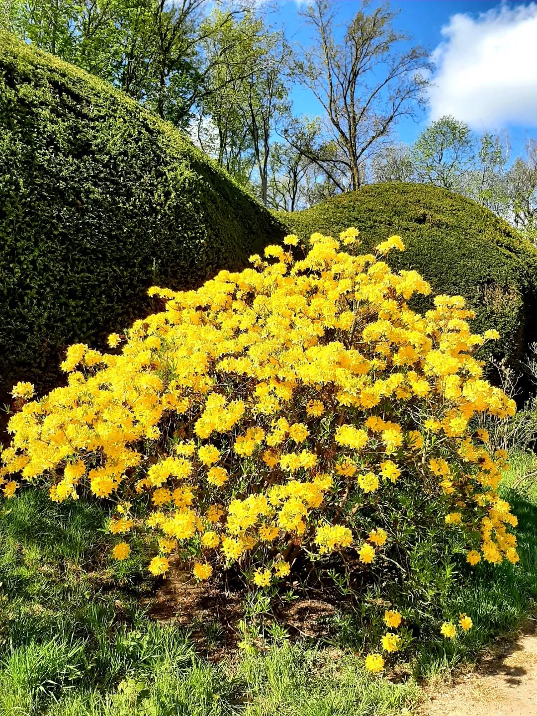Neferland: Gele azaliastrijk, Duno plateau, Gelderland