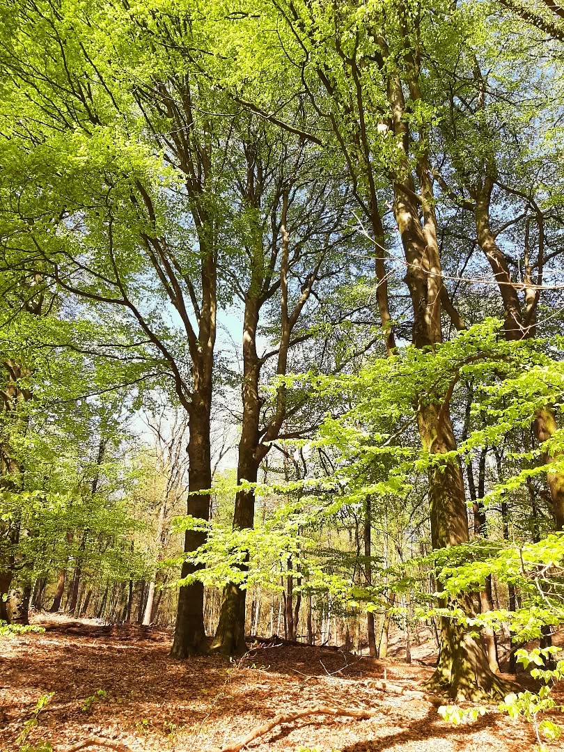 Nederland: Zonnige lentedag op de Posbank, Gelderland