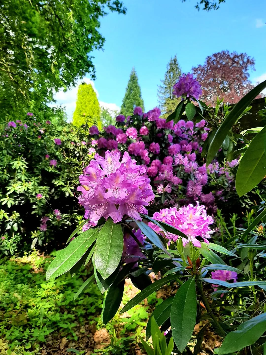Nederland: Kleurrijjke rhododendrons, Veluwezoom, Gelderland