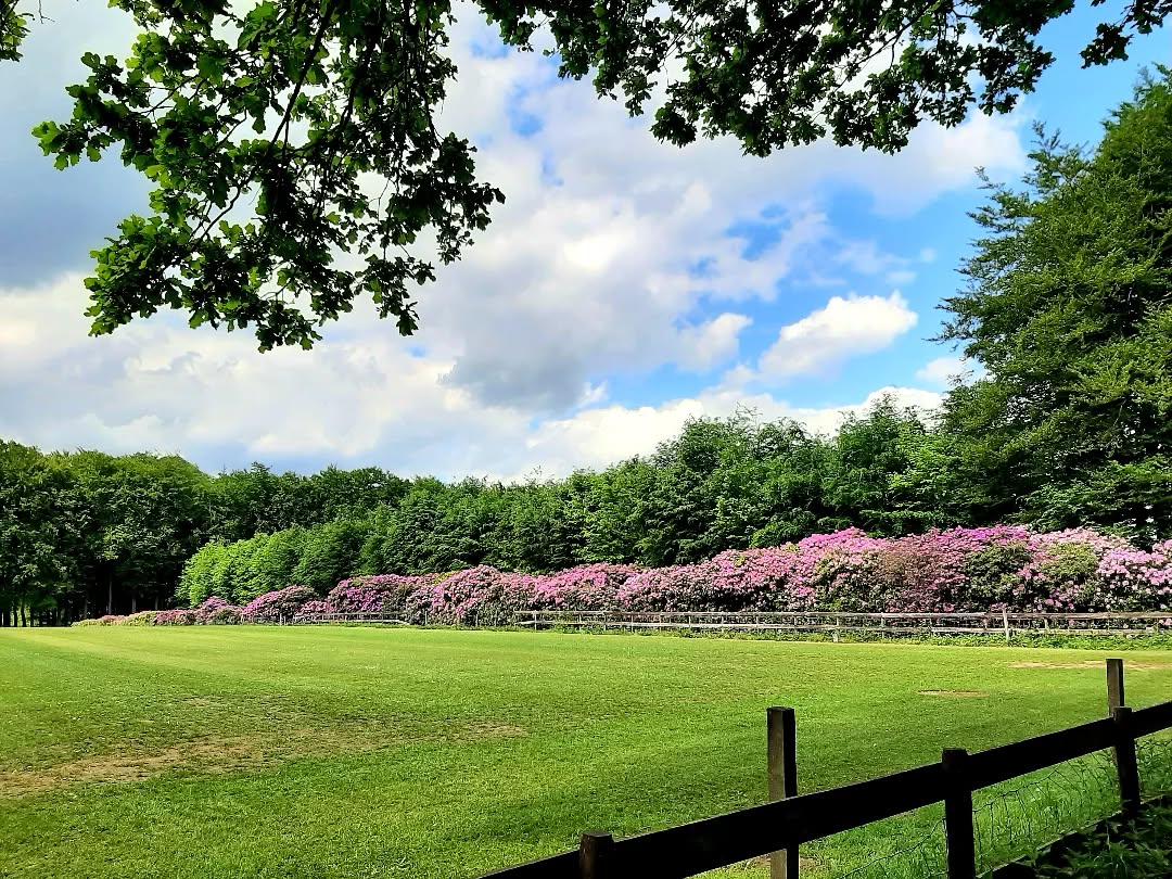 Nederland: Een mooie muur van rhododendrons, Veluwezoom, Gelderland