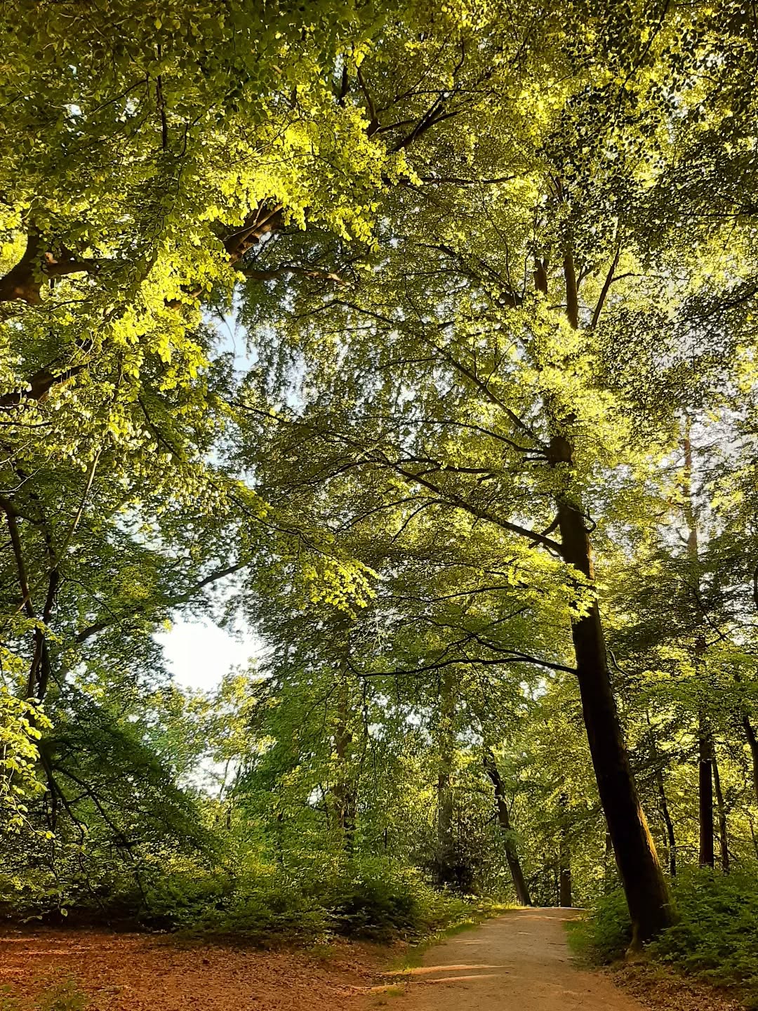 Nederland: Wandeling in het park, Veluwezoom, Gelderland